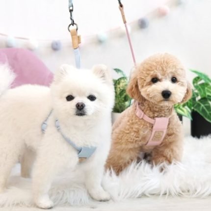 코튼 웨빙하네스