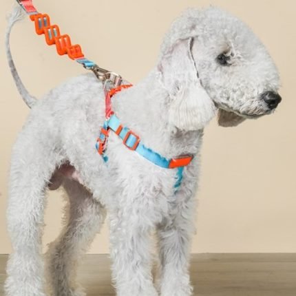 포키하우스 퀵하네스