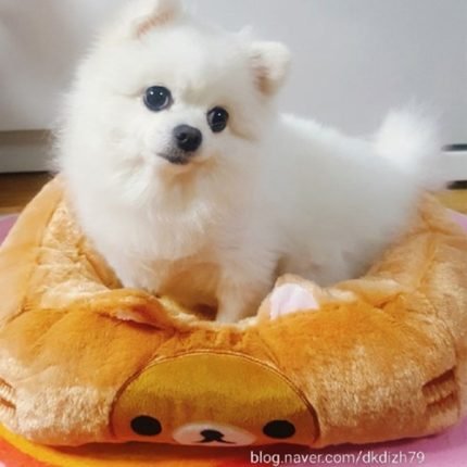 리락쿠마 포근한 고양이 쿠션