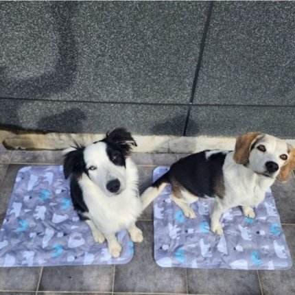 강아지매트 고양이쿨매트 여름 쿨 거실 패드 쿨링 펫